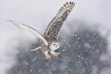 Snowy Owl